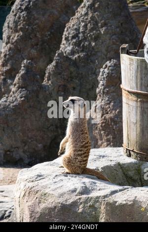 Meerkat on lookout duty, Woodside wildlife park, Lincoln, Lincolnshire, England, UK Stock Photo