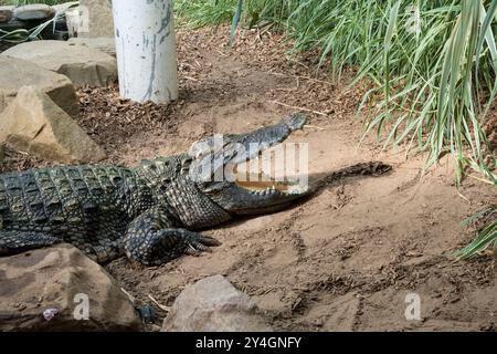 Siamese crocodile basking in sun, Woodside wildlife park, Lincoln, Lincolnshire, England, UK Stock Photo