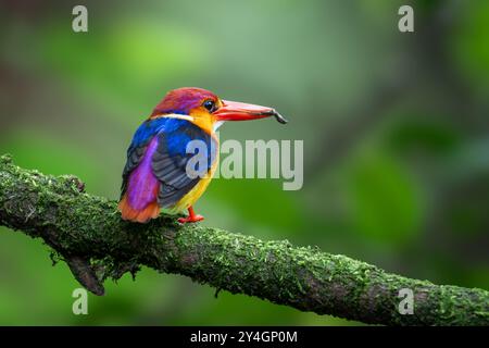 Oriental Dwarf Kingfisher Stock Photo