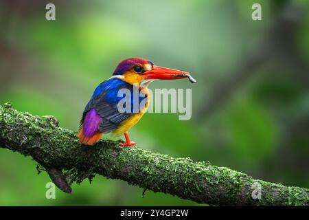 Oriental Dwarf Kingfisher Stock Photo