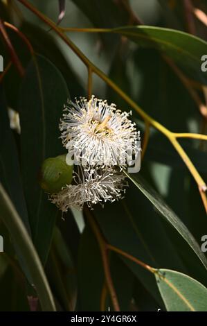 Close up of vibrant eucalyptus gum blossom against a green background Stock Photo