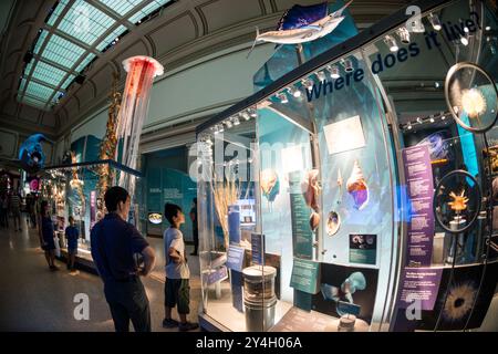 WASHINGTON DC, United States — The Sant Ocean Hall at the Smithsonian National Museum of Natural History on the National Mall. This expansive 23,000-square-foot exhibition showcases the museum's vast marine collections, featuring a 45-foot-long replica of a North Atlantic Right Whale, a giant squid model, and interactive displays that explore ocean ecosystems from the surface to the deep sea. Stock Photo