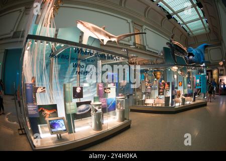 WASHINGTON DC, United States — The Sant Ocean Hall at the Smithsonian National Museum of Natural History on the National Mall. This expansive 23,000-square-foot exhibition showcases the museum's vast marine collections, featuring a 45-foot-long replica of a North Atlantic Right Whale, a giant squid model, and interactive displays that explore ocean ecosystems from the surface to the deep sea. Stock Photo