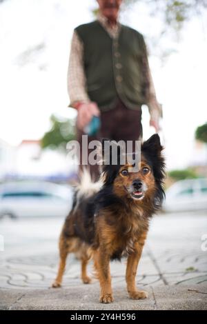 A lively small dog poses in a park as its owner strolls in the background on a bright day. Stock Photo