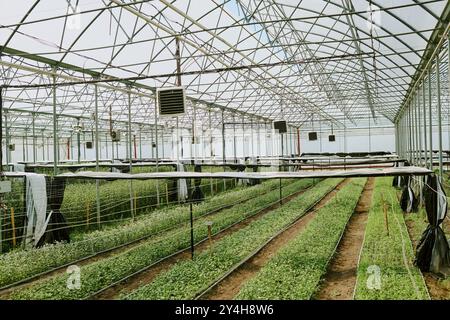 Rows of Hydroponic Plants Growing Inside Modern Greenhouse Structure ...