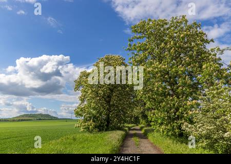 chestnut alley in the Czech Central Highlands Stock Photo