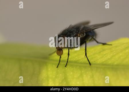 Macro close-up of a large fly Calliphora vomitoria (Calliphoridae) perched on a green leaf with a drop of water to cool off Stock Photo