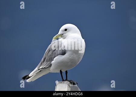 Black-legged kittiwake (Rissa tridactyla), Prince William Sound Stock Photo