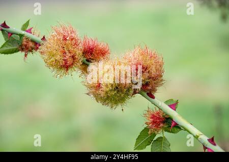 Yorkshire, UK. Robin's pin cushion or rose bedeguar gall Diplolepis rosae caused by a gall wasp larvae developing in an infected rose bud Stock Photo