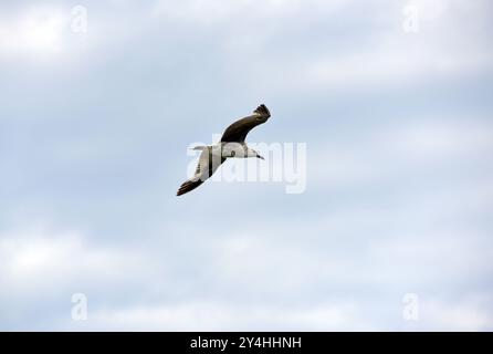 A large white bird with spread wings flies across the cloudy sky Stock Photo