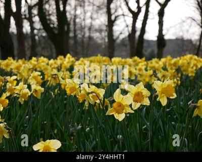 Daffodils blooming in Sefton Park in Liverpool with the trees in the background. The park is a lovely escape from the city. Stock Photo