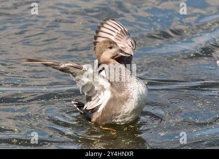 Gadwall (Mareca strepera) at Rye Meads, Herts Stock Photo