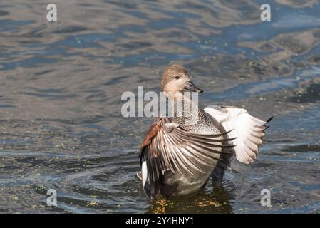 Gadwall (Mareca strepera) at Rye Meads, Herts Stock Photo