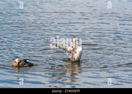 Gadwall (Mareca strepera) at Rye Meads, Herts Stock Photo