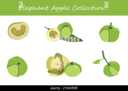 elephant apple collection in different poses. Vector illustration. Stock Vector