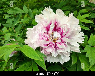 Tree peony flower. Large white pink flower with many petals of varietal tree peony. Lush full double inflorescence of bush. Selection. Flower breeding. Cultivated varietal flower. Vertical Stock Photo