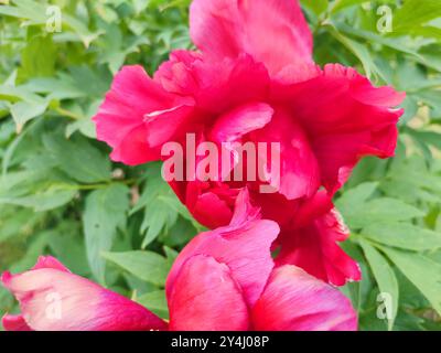 Tree peony flower. Large beautiful pink tree peony flower. Flower with bright pink inflorescence petals and green leaves close-up. Selection and breeding. Cultivated varietal flower. Paeonia. Nature. Stock Photo