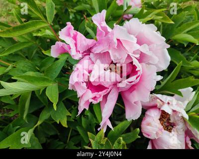 Tree peony flower. Large beautiful pink white tree peony flower. Flower with bright pink inflorescence petals, green leaves close-up. Selection and breeding. Cultivated varietal flower. Paeonia Nature Stock Photo
