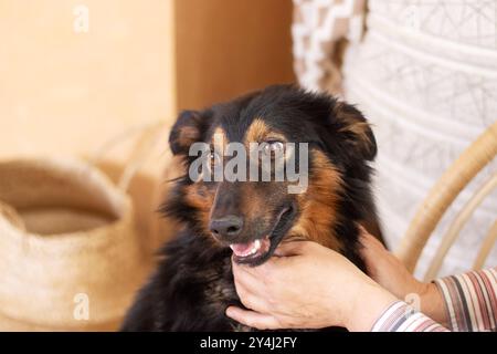 A person is gently petting a lovely black and brown dog, enjoying the warmth and companionship it brings to their life Stock Photo