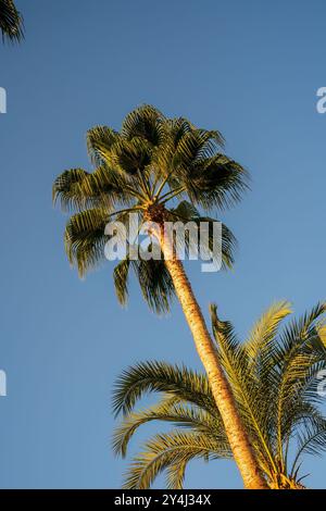 Looking up at two tall palm trees with clear blue skies in the background on a sunny day. Stock Photo
