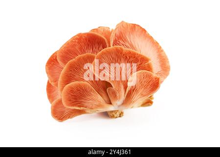 Beautiful Pink Oyster Mushroom on white background Stock Photo