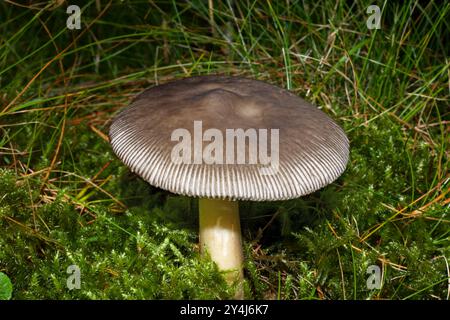 Amanita vaginata (grisette) is a fungus found in both coniferous and hardwood forests. It has a worldwide distribution. Stock Photo