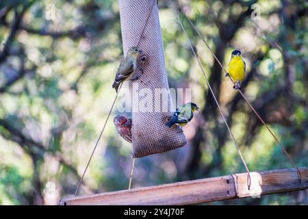 House Finch and other birds in the Bird Feeder at Hassayampa River Preserve, in Wickenburg, Arizona Stock Photo