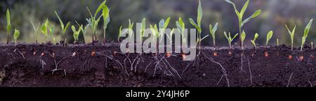 young corn plants in soil with roots. Stock Photo