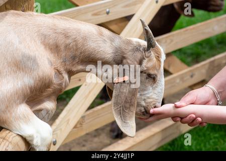 Head shot of a boer goat being hand fed Stock Photo