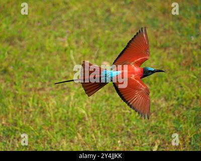 Northern carmine bee-eater (Merops Nubicus) in flight with wings spread in Nyerere N P Tanzania showing metallic plumage and red eye Stock Photo