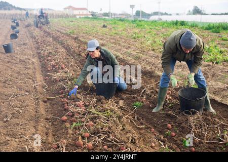 Couple of professional farmers harvesting potatoes Stock Photo