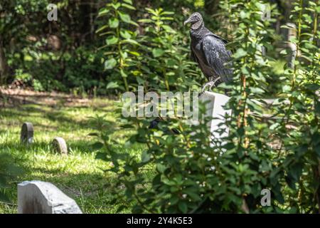 Black vulture perched on a tombstone at Micanopy Historic Cemetery in Micanopy, Florida. (USA) Stock Photo