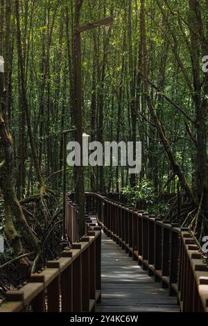 A wooden boardwalk winds through a lush mangrove forest, offering a scenic pathway for exploration. Stock Photo