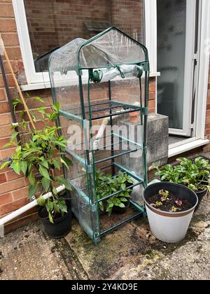 Jalapeno Chilli plant and bell peppers growing in containers by the house, one in a greenhouse and the other beside it in a sheltered spot. Stock Photo