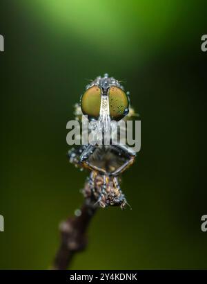 Robber fly covered in morning dew rests on a small branch with a natural green background. Stock Photo