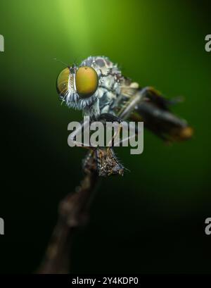 Robber fly covered in morning dew rests on a small branch with a natural green background. Stock Photo