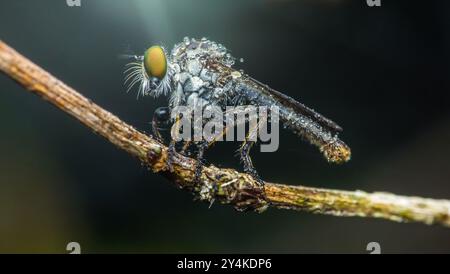 Robber fly covered in morning dew rests on a small branch with a natural green background. Stock Photo