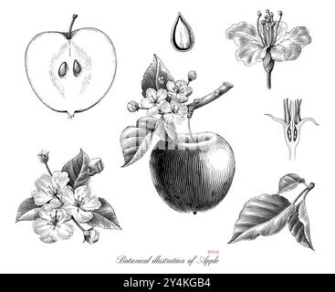 Botanical illustration of Apple black and white clip art isolated on white background Stock Vector