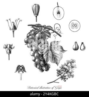 Botanical illustration of Grape black and white clip art isolated on white background Stock Vector