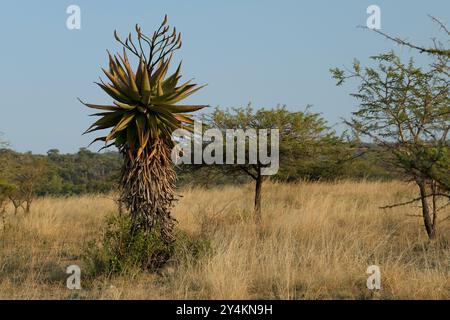 Beautiful African plant, Mountain Aloe, Aloe marlothii, leaf rosette of succulent tree in high altitude grasslands of KwaZulu-Natal, South Africa Stock Photo