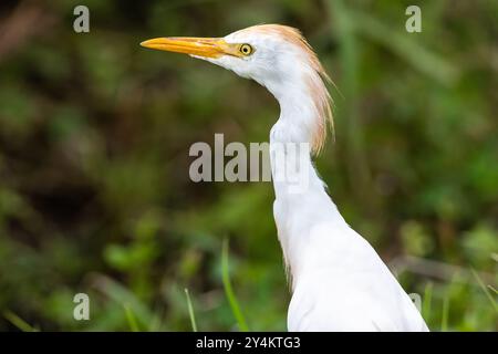 Cattle egret (Bubulcus ibis) along Lake Apopka North Shore Wildlife Drive near Orlando, Florida. (USA) Stock Photo