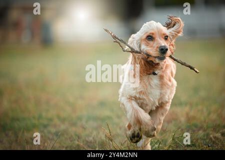 Cocker spaniel, puppy and running at park with stick, grass and playful adventure in nature. Animal, dog and pet on field, games and fetch for Stock Photo