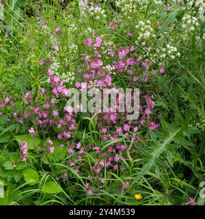 Flowering Red Campion (Silene dioica) and White Cow Parsley (Anthriscus sylvestris)  growing wild in Leicestershire hedgerow in May, England, UK Stock Photo