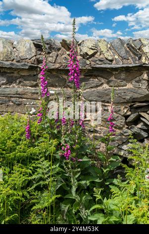 Tall purple foxglove (digitalis) flowers growing in front of old grey stone wall in May, Bradgate Park, Leicestershire, England, UK Stock Photo