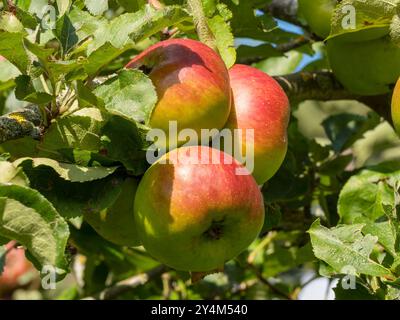 Malus domestica 'Bramley's Seedling’ cooking / culinary apples growing / ripening on an apple tree in September, England, UK Stock Photo