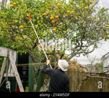 Man picks grapefruit from the tree using a fruit picker tool in the backyard. Stock Photo