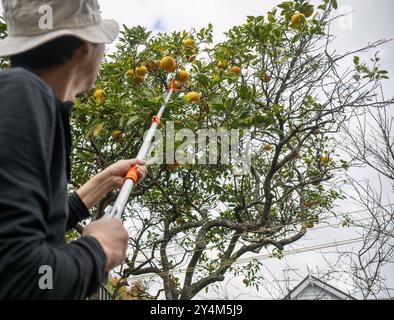 Man picks grapefruit from the tree using a fruit picker tool in the backyard. Selective focus on the grapefruits. Stock Photo