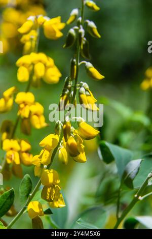 Lembotropis nigricans grows in the wild. A delicate branch of yellow flowers on Cyni Broom Shrub. Stock Photo