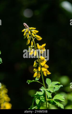 Lembotropis nigricans grows in the wild. A delicate branch of yellow flowers on Cyni Broom Shrub. Stock Photo