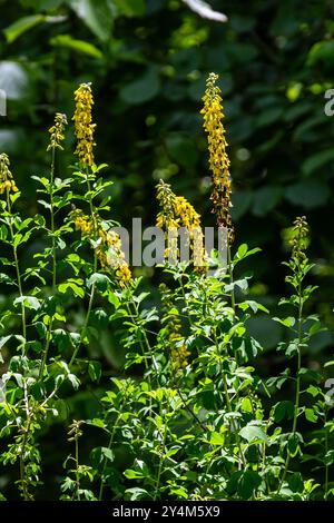 Lembotropis nigricans grows in the wild. A delicate branch of yellow flowers on Cyni Broom Shrub. Stock Photo